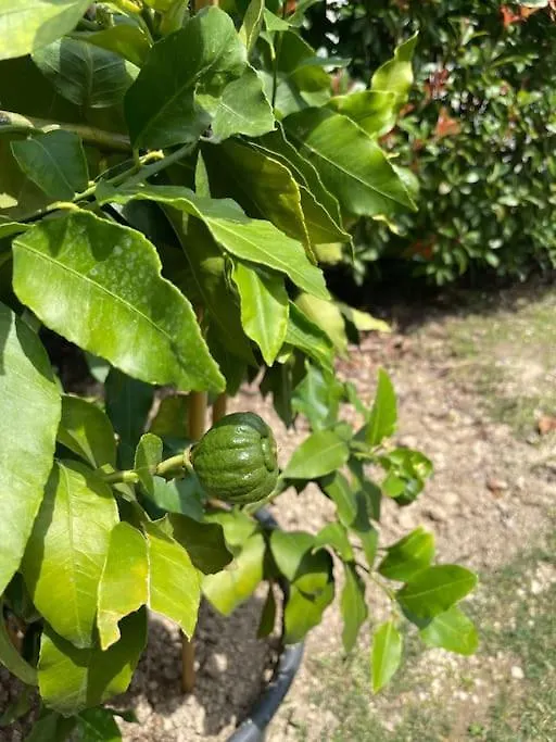 Timetofreedom Appartamento Con Giardino Privato E Piscina Peschiera del Garda Apartment